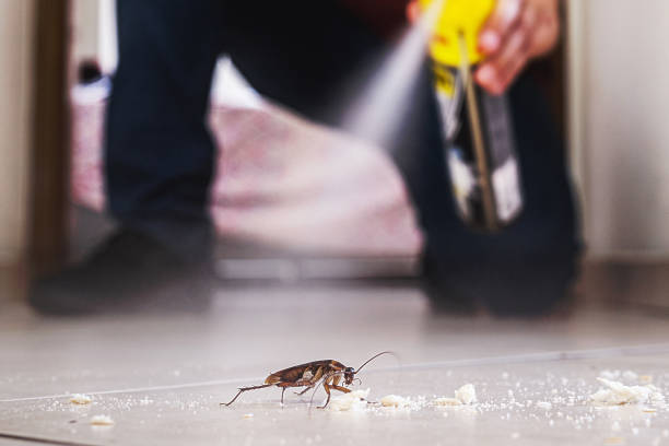 Trusted Gladeview, FL Pest Control Experts