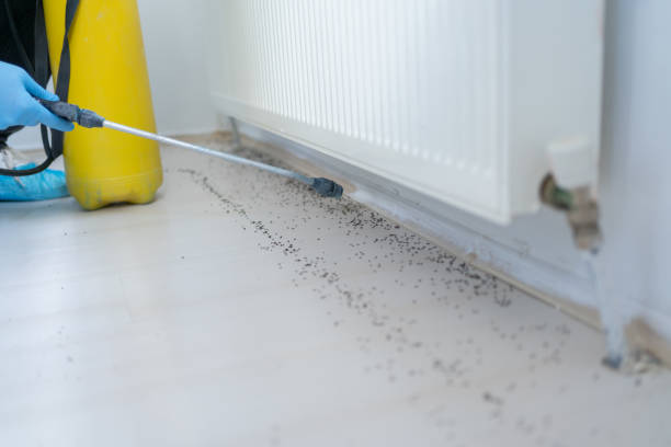 Best Wasp Removal Services  in Gladeview, FL